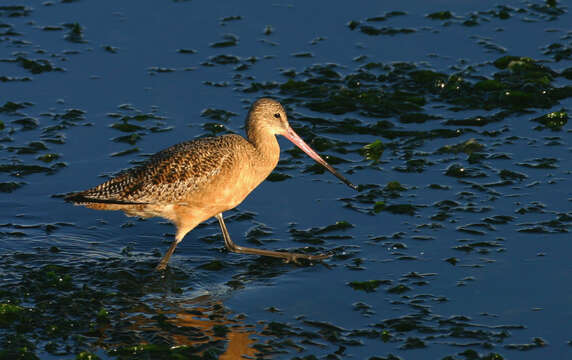 Image of Limosa Brisson 1760