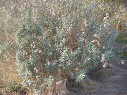 Salvia leucophylla Greene resmi