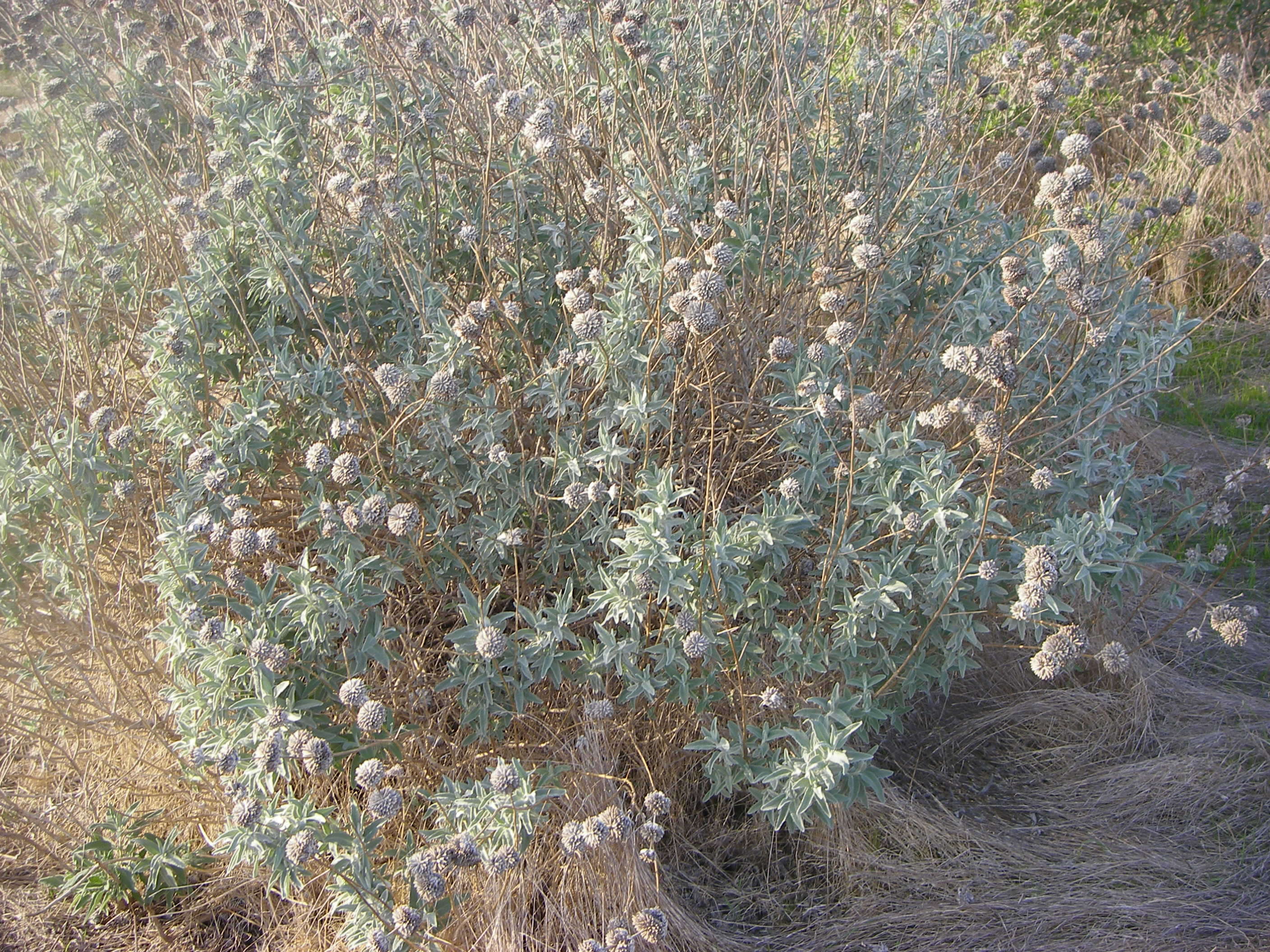 Imagem de Salvia leucophylla Greene