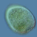 Image of Prorodon ovum