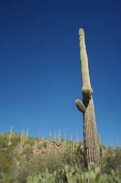 Image of saguaro