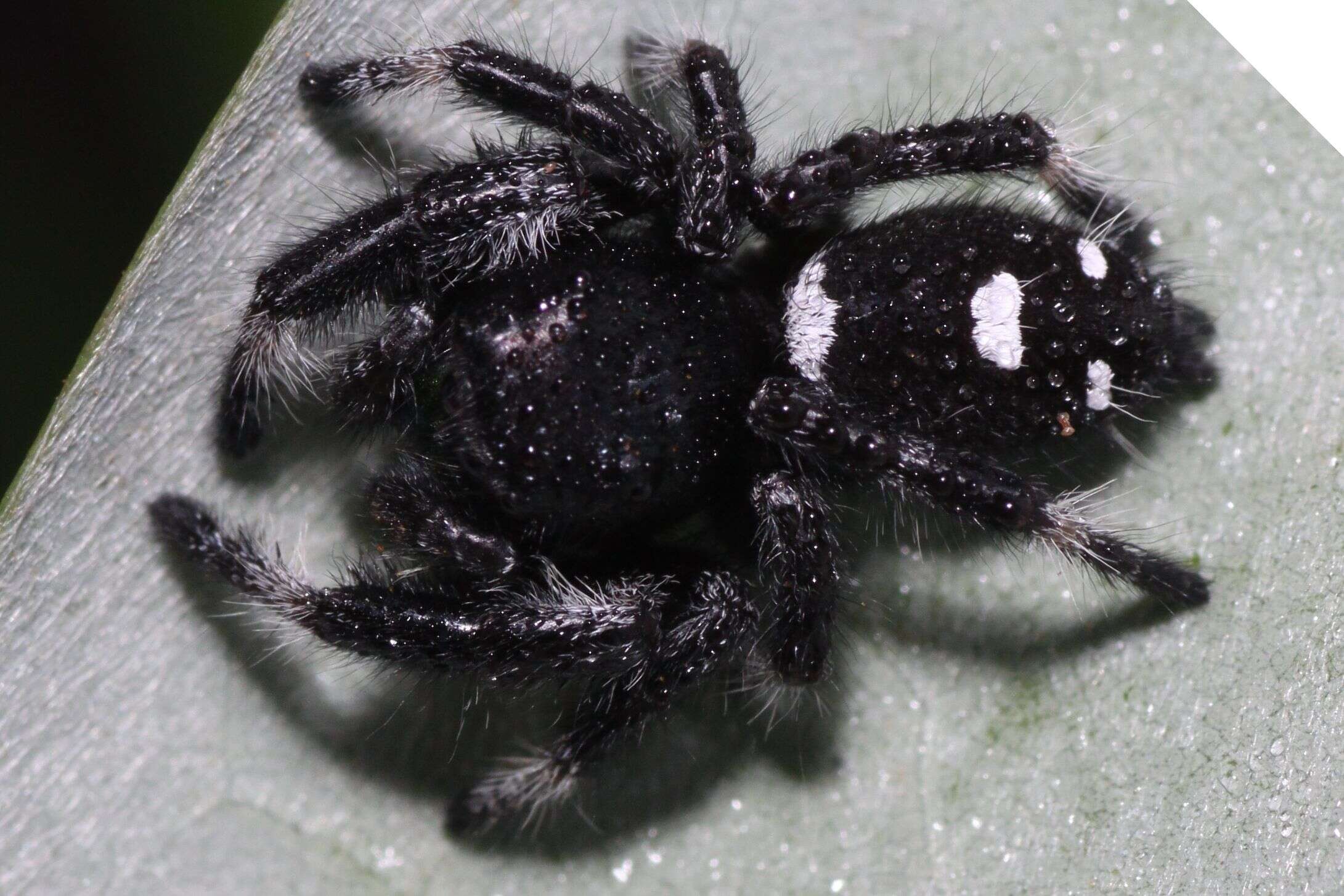 Image of Jumping Spiders