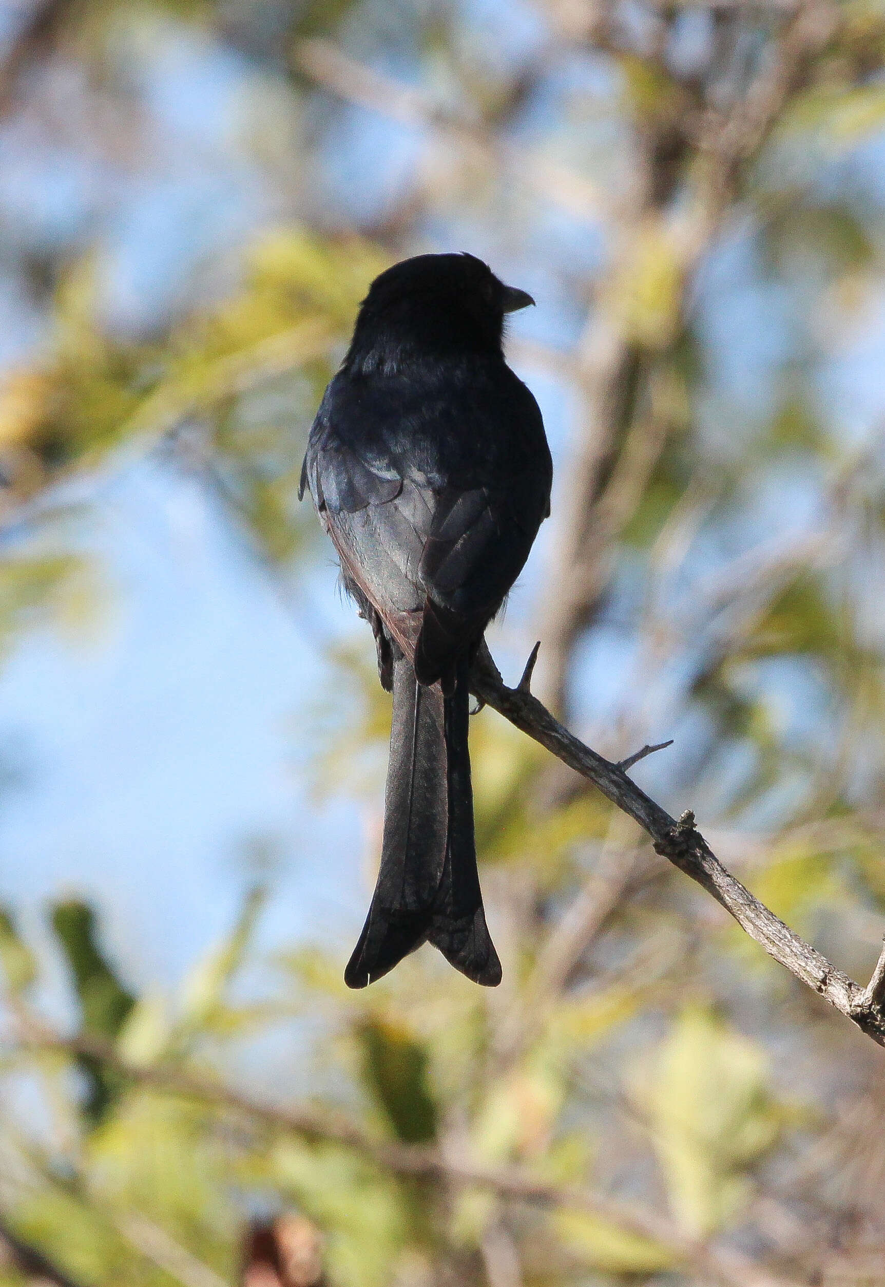 Image of drongos