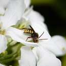 Image of Nomada marshamella (Kirby 1802)