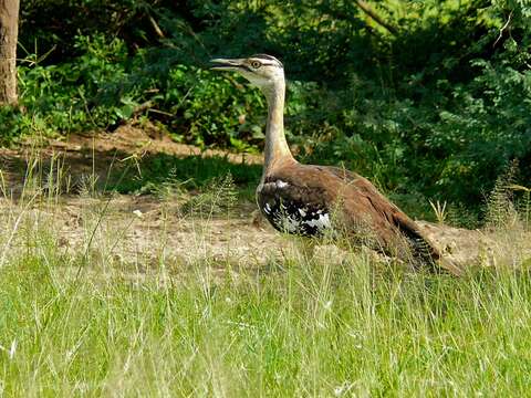 Image of Denham's Bustard