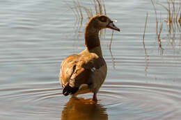 Image of Egyptian Goose