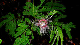 Image of albizia