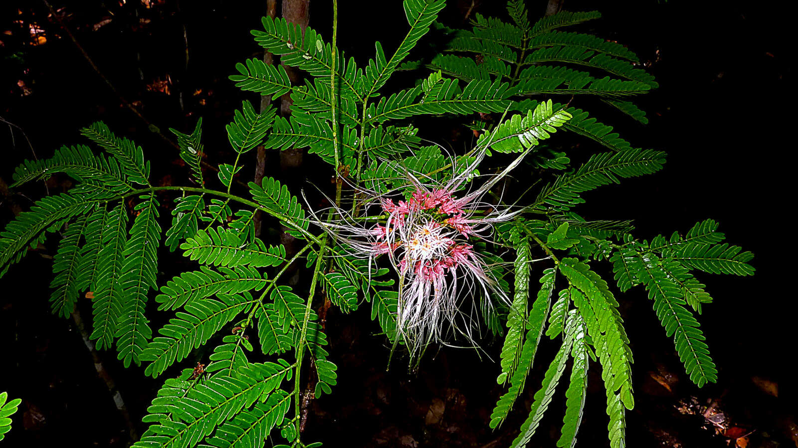 Image of albizia