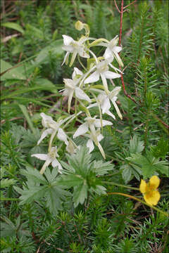 Image of Platanthera bifolia subsp. bifolia