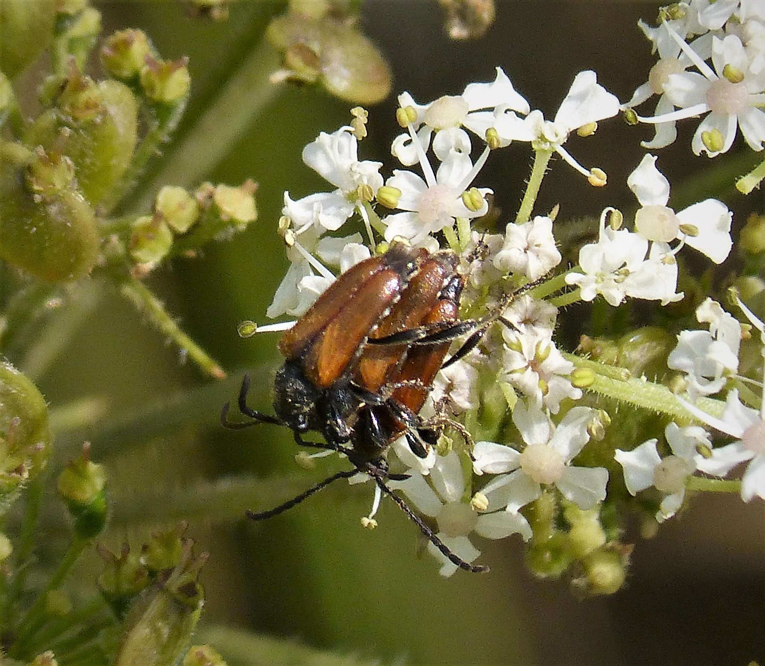 Image of Pseudovadonia