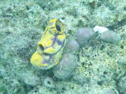 Image of Ox heart ascidian