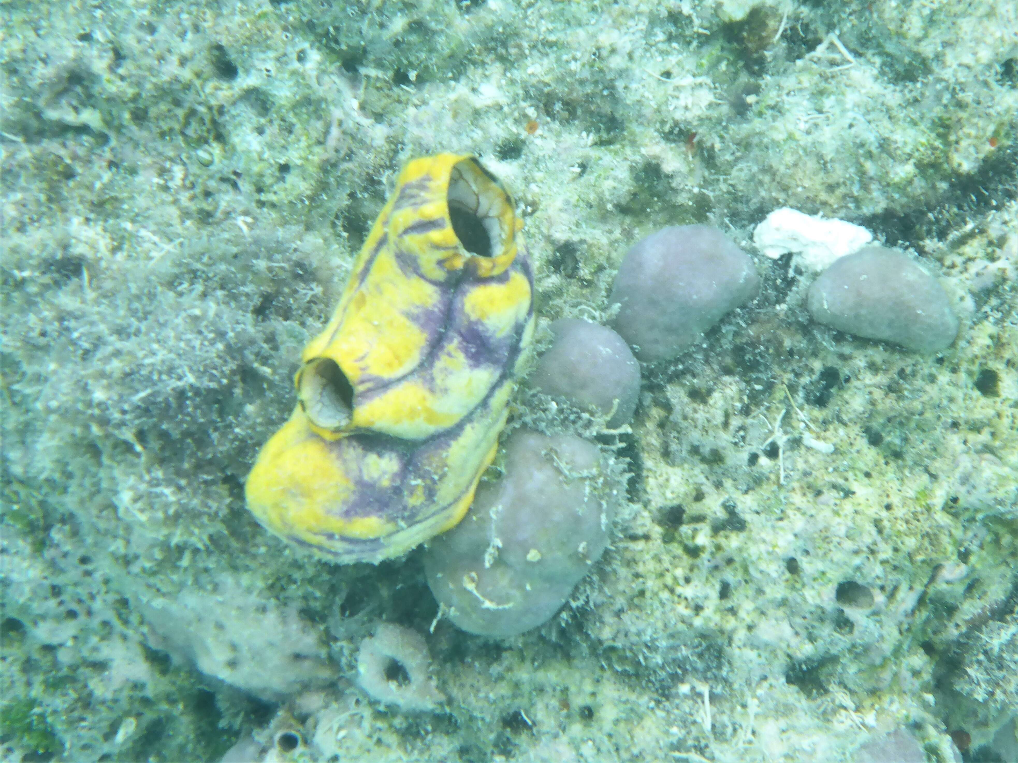 Image of Ox heart ascidian