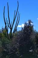 Image of Madagascan ocotillo