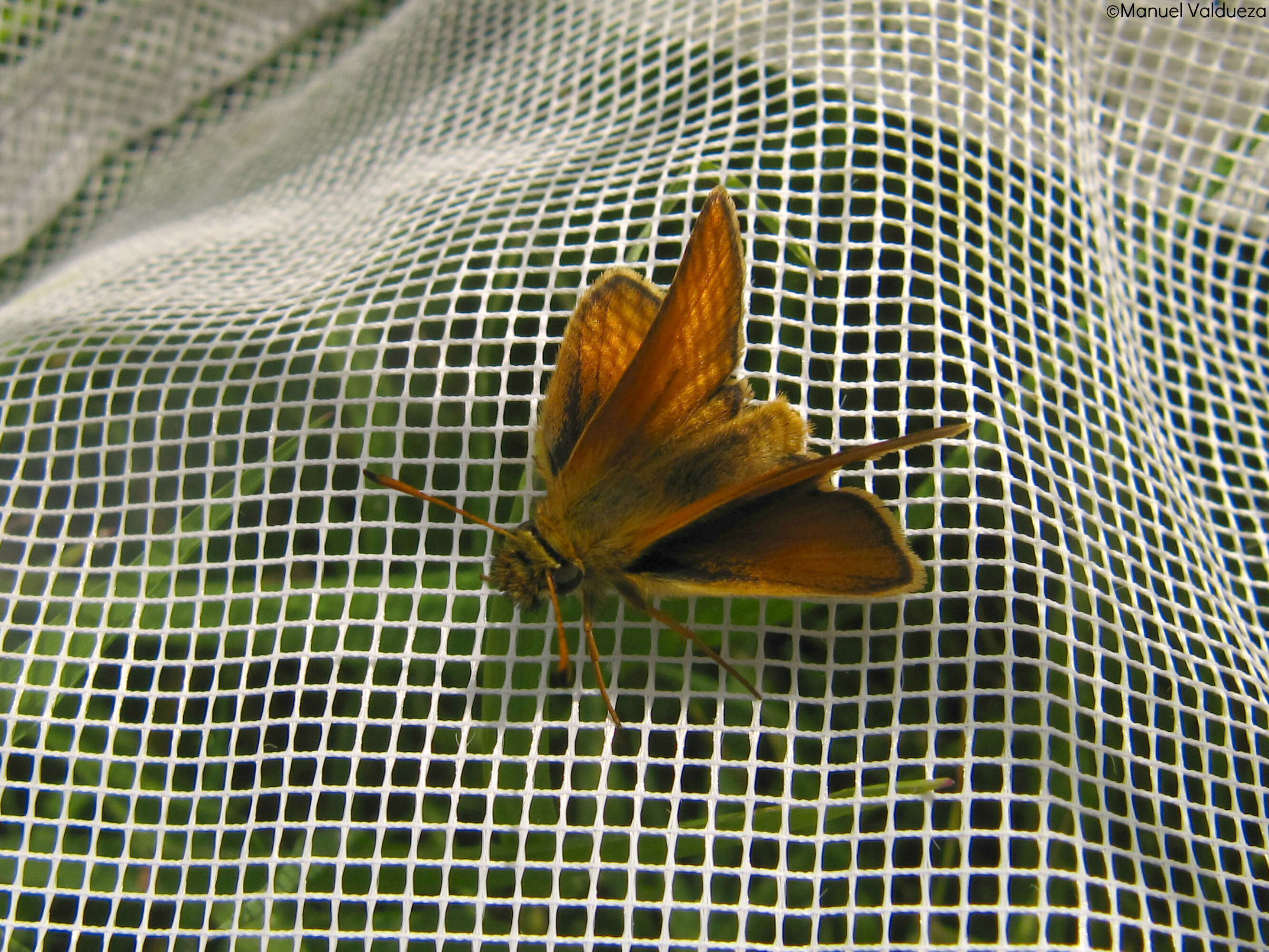 Image of essex skipper