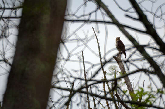 Image of Broad-winged Hawk