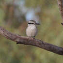 Imagem de Todiramphus pyrrhopygius (Gould 1841)