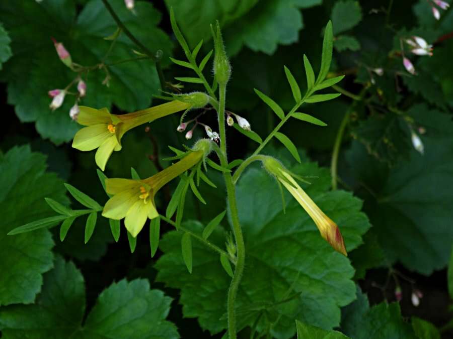 Image of giant-trumpets