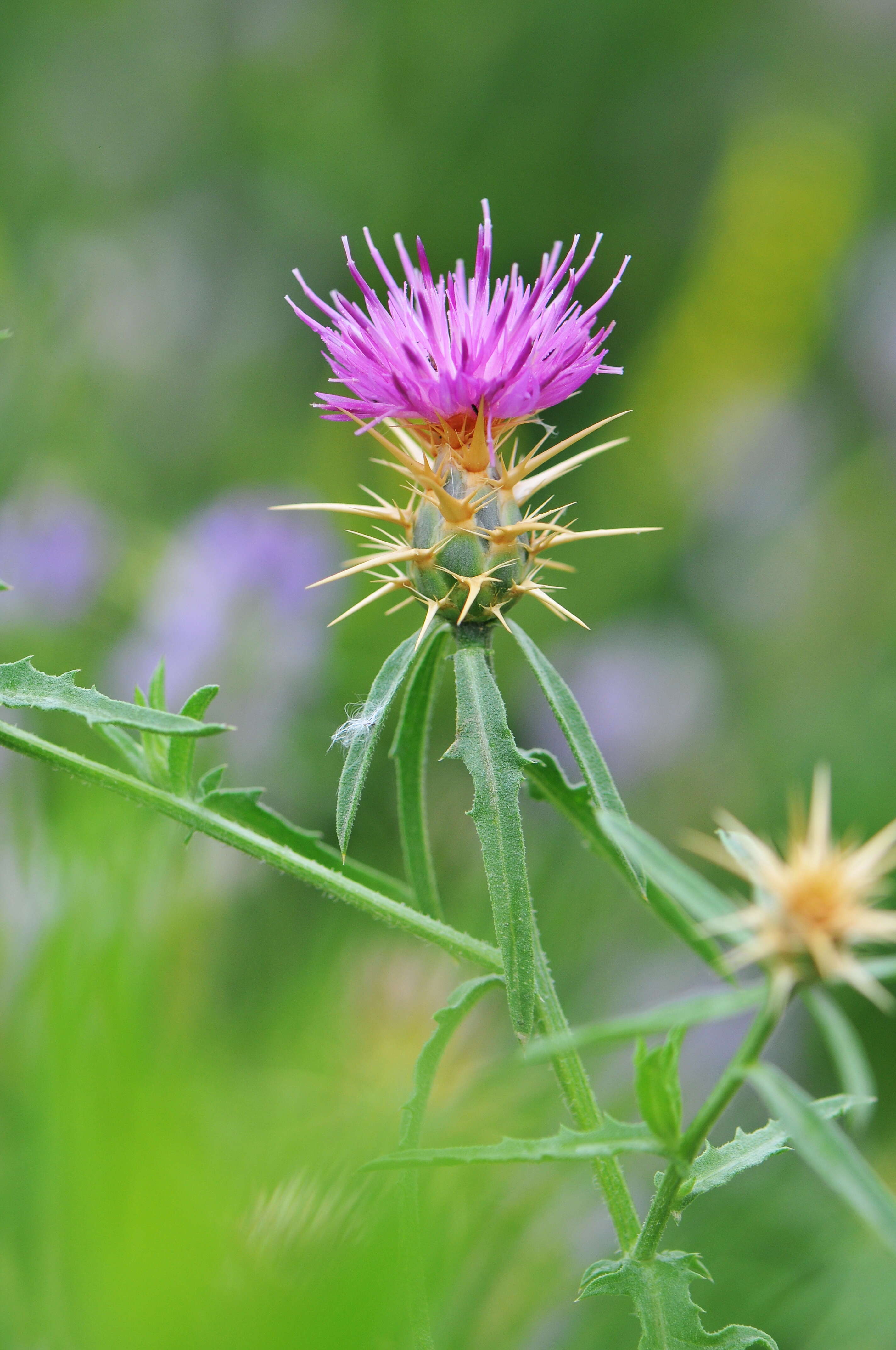 Image of knapweed