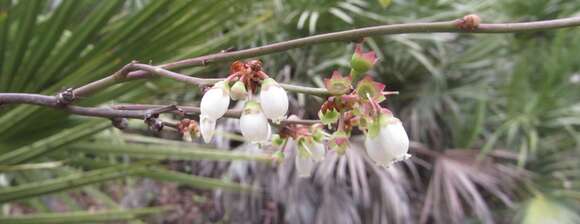 Image of blueberry