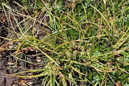 Image of Isolepis montivaga (S. T. Blake) K. L. Wilson