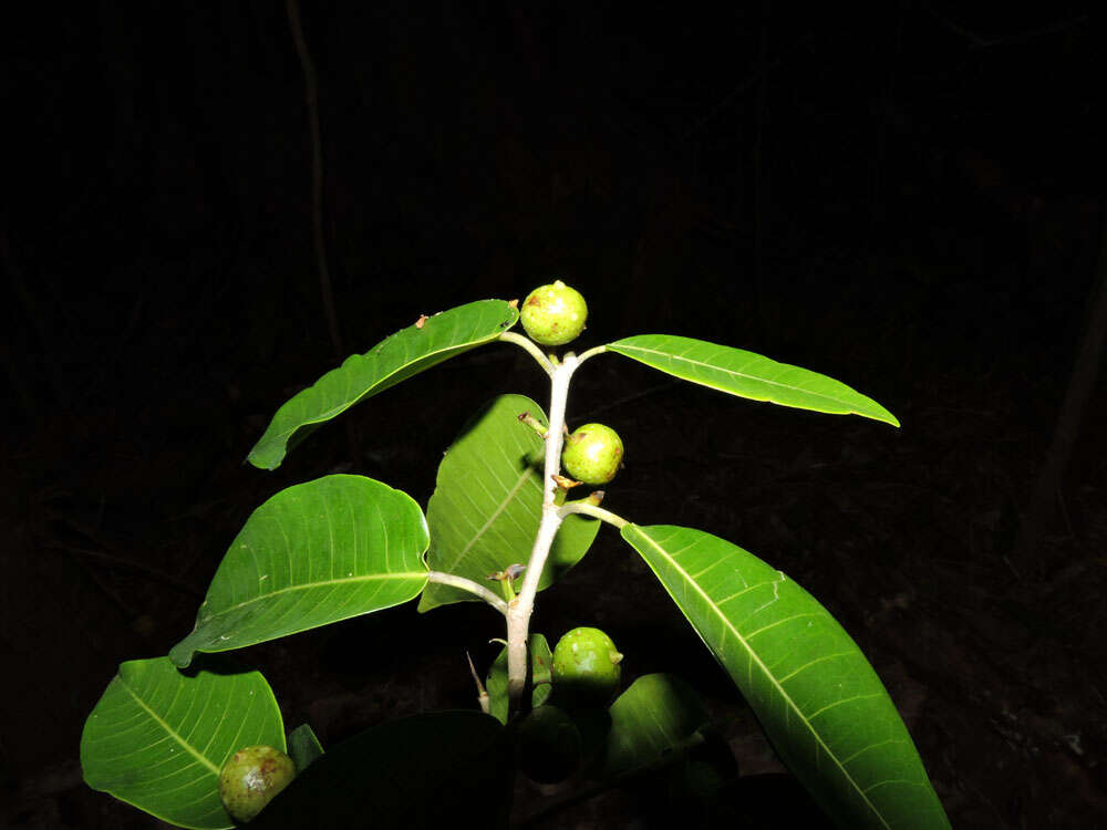 Image of Ficus osensis C. C. Berg