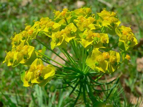 Image of Cypress Spurge