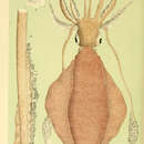 Слика од Sepioteuthis australis Quoy & Gaimard 1832