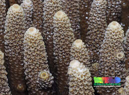 Слика од Acropora