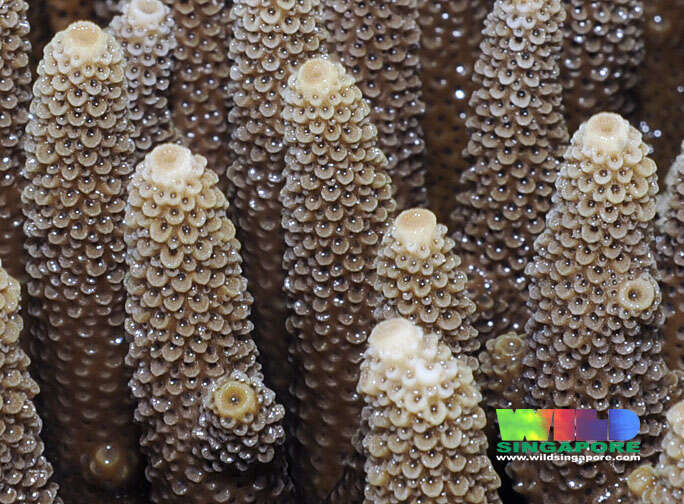 Image of Acropora
