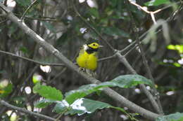 Image of Hooded Warbler