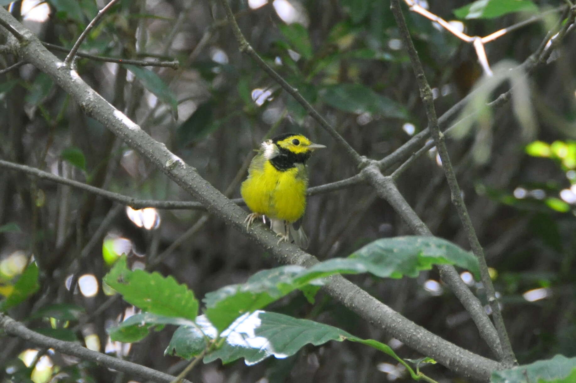 Image of Hooded Warbler