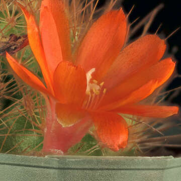 Image of Rebutia deminuta (F. A. C. Weber) Britton & Rose