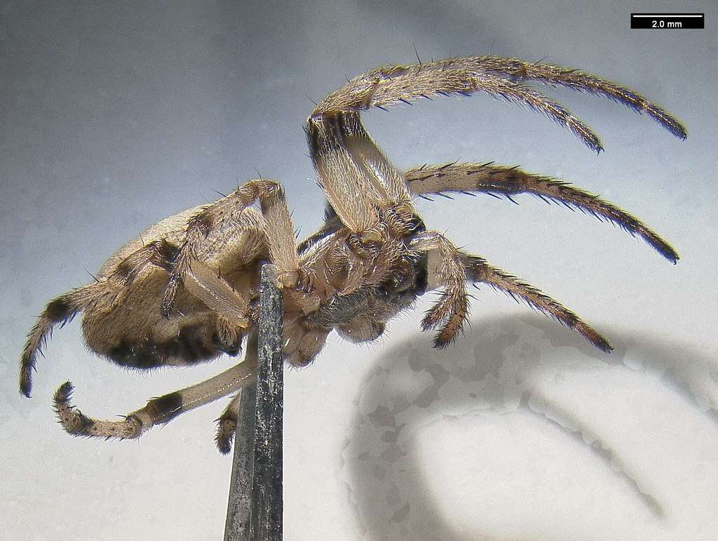 Image of Furrow spiders