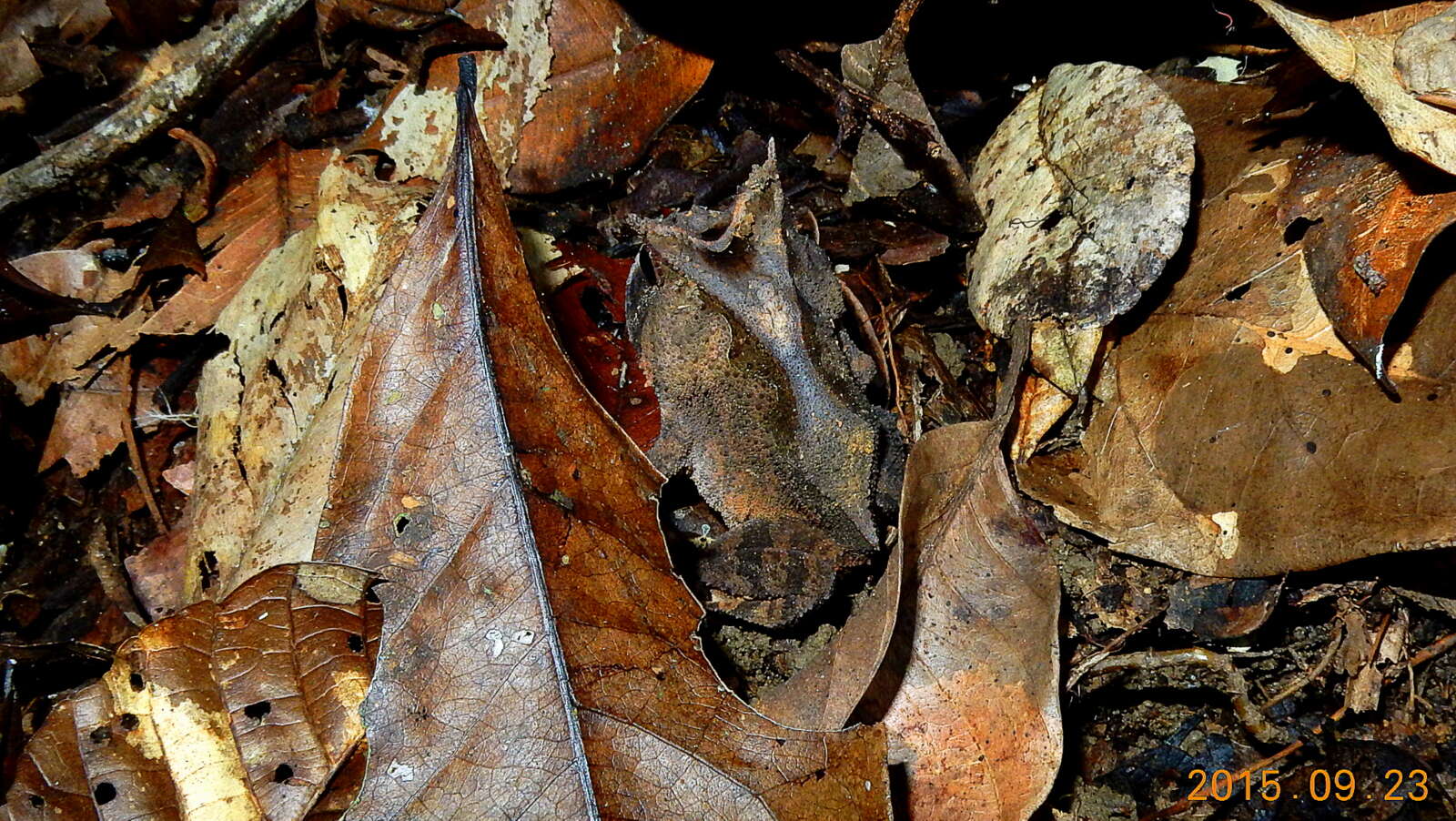 Image of Odontophrynidae Lynch 1969