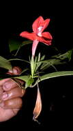 Image of Ruellia affinis (Schrad.) Lindau