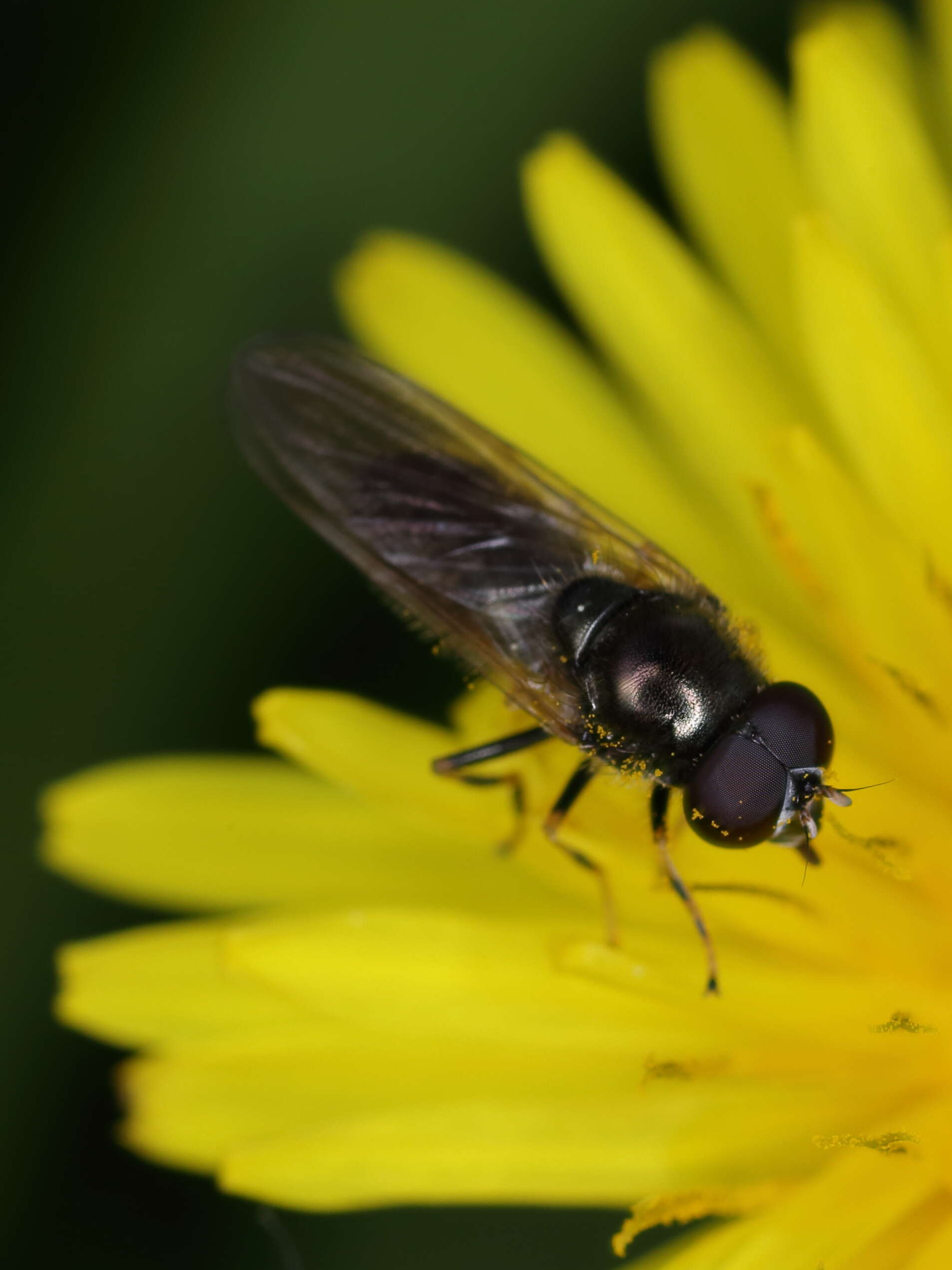 Image of hoverfly