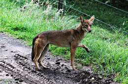 Image of coyote