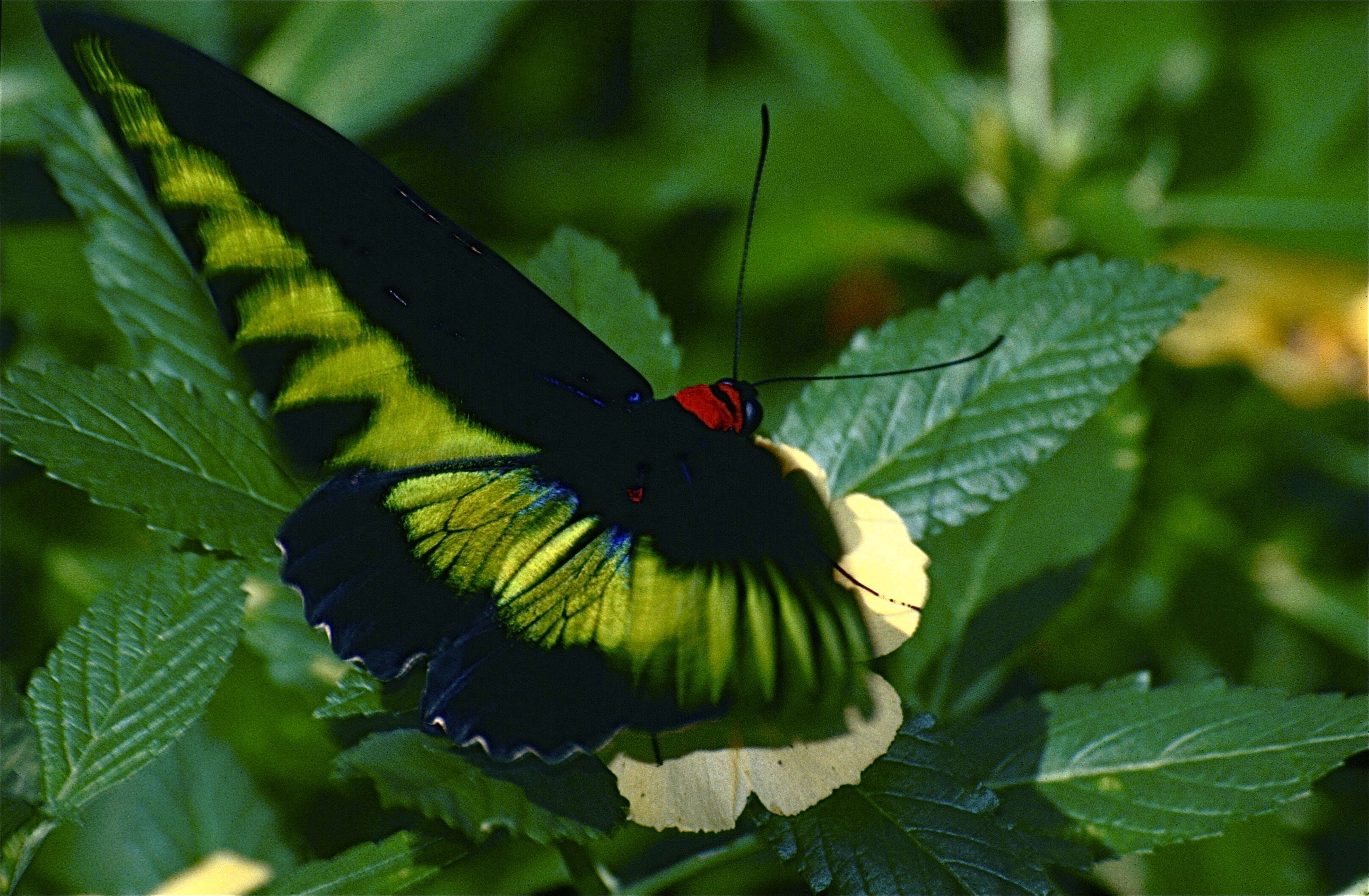 Image de Papilioninae