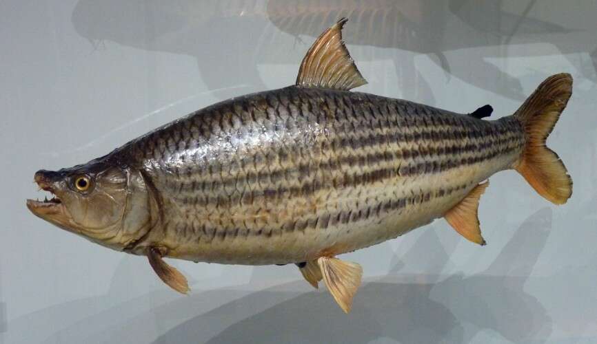 Giant Tigerfish - Encyclopedia of Life