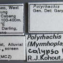 Image de Polyrhachis calypso Forel 1911