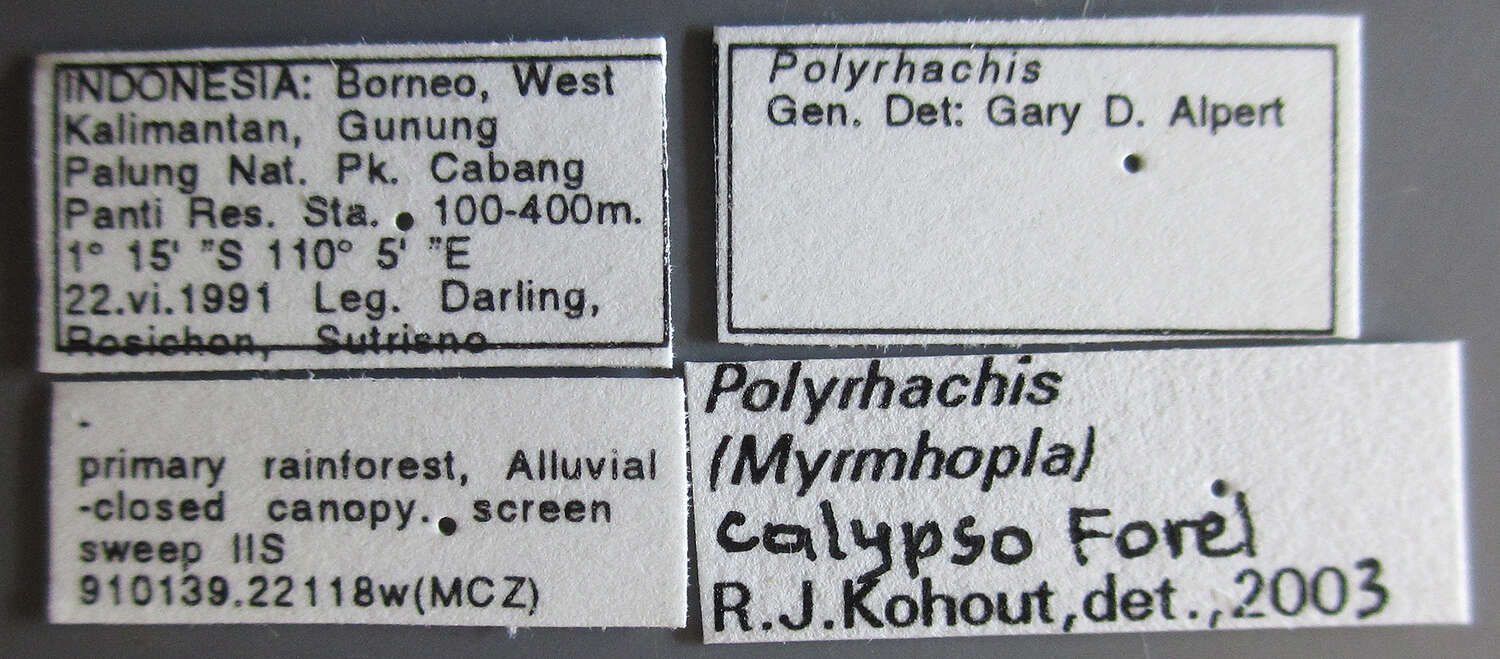 Plancia ëd Polyrhachis