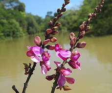 Image of Securidaca longifolia Poepp. & Endl.