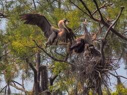 Image of Great Blue Heron