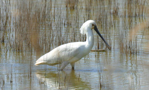 Image of Platalea Linnaeus 1758