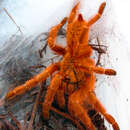 Image of Orange Baboon Tarantula