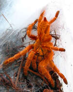 Image of Orange Baboon Tarantula