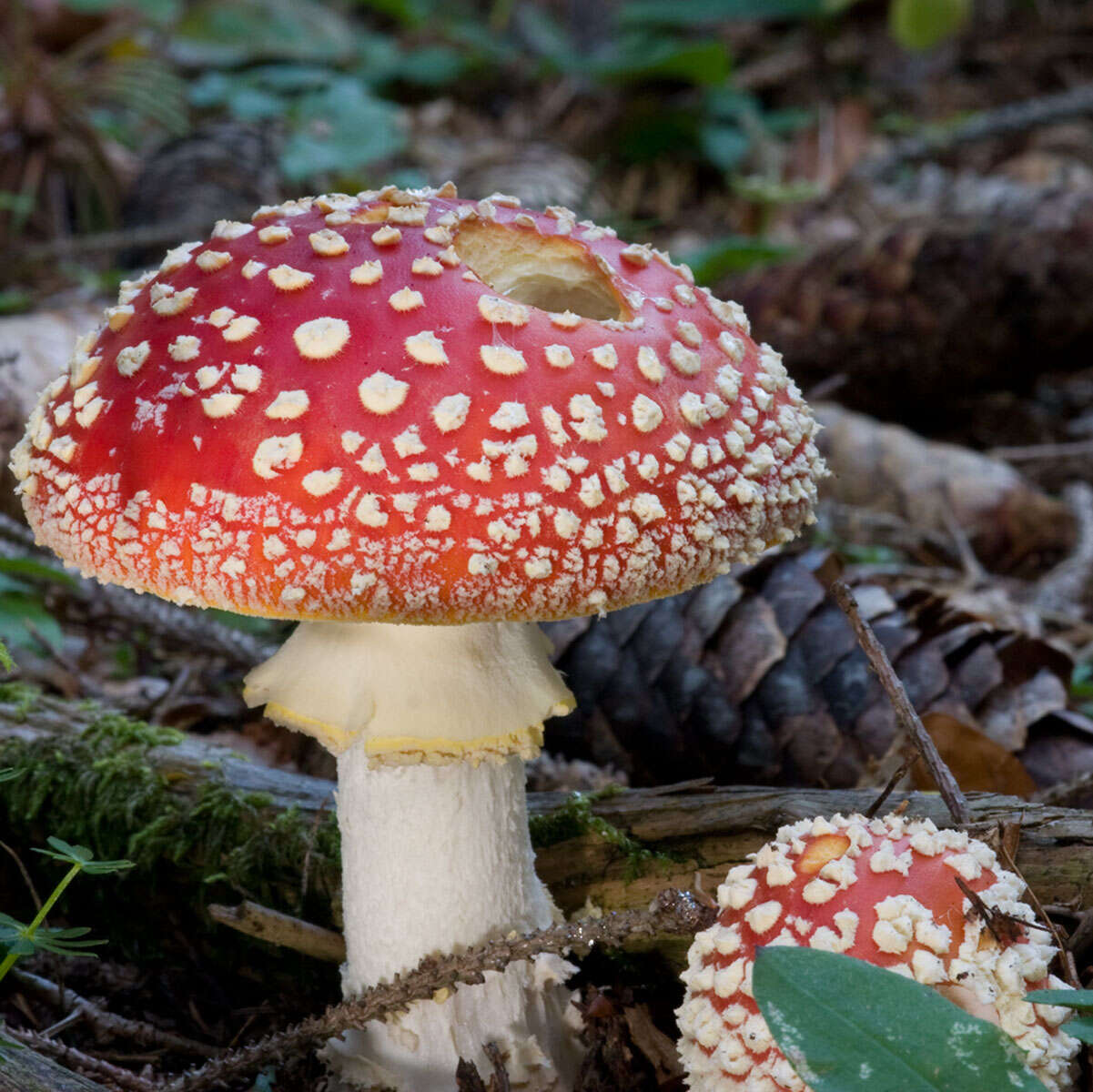 Image of Amanita