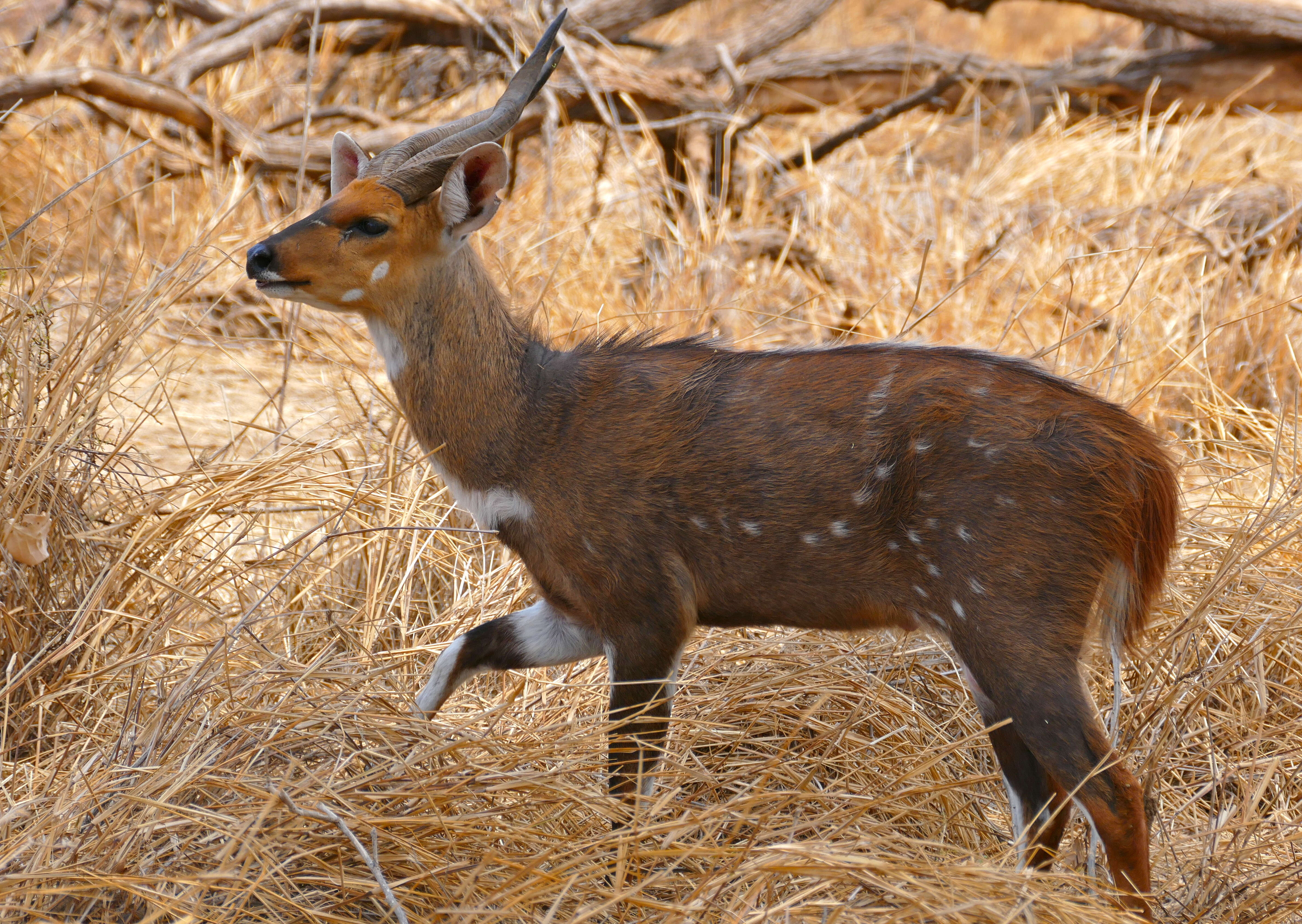 Image of Spiral-horned Antelope