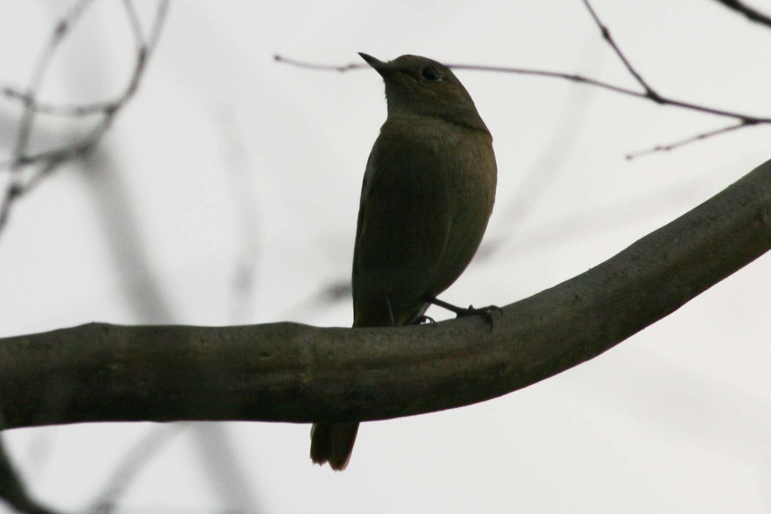 صورة Muscicapa dauurica Pallas 1811