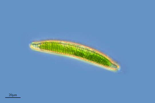 Image of Rophalodiacee